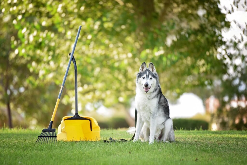 dog poop removal