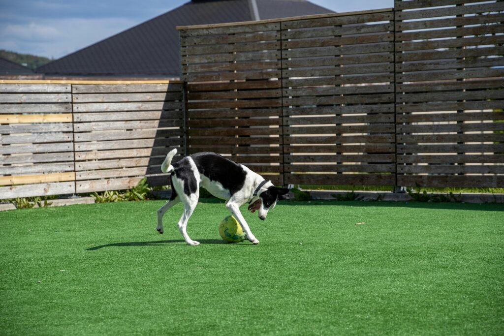 Black and white dog playing with a ball on artificial grass in an enclosed yard.