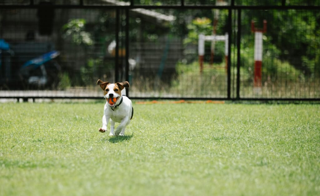 A playful Jack Russell Terrier running on grass with a ball outdoors.